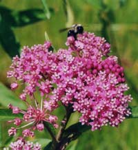 insectory garden