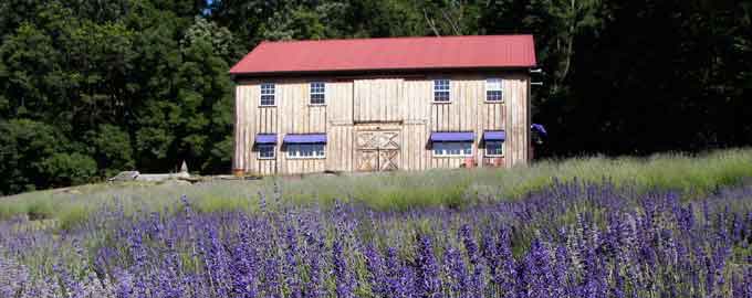 lavendar farm