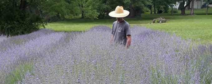 lavendar farm