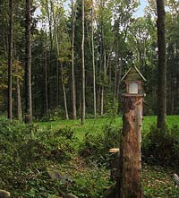 native landscape